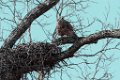 Great Horned Owl guarding nest
